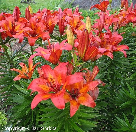 Lilium